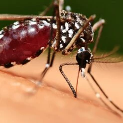 Bushman Insect Repellent Aerosol -Snowys Sales 1256267 insect repellent aerosol